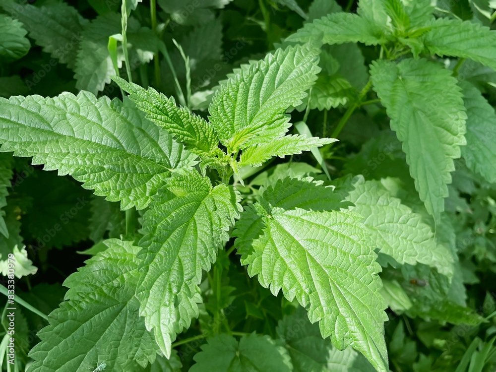 green nettle bush growing in the forest green nettle bush growing in the forest
