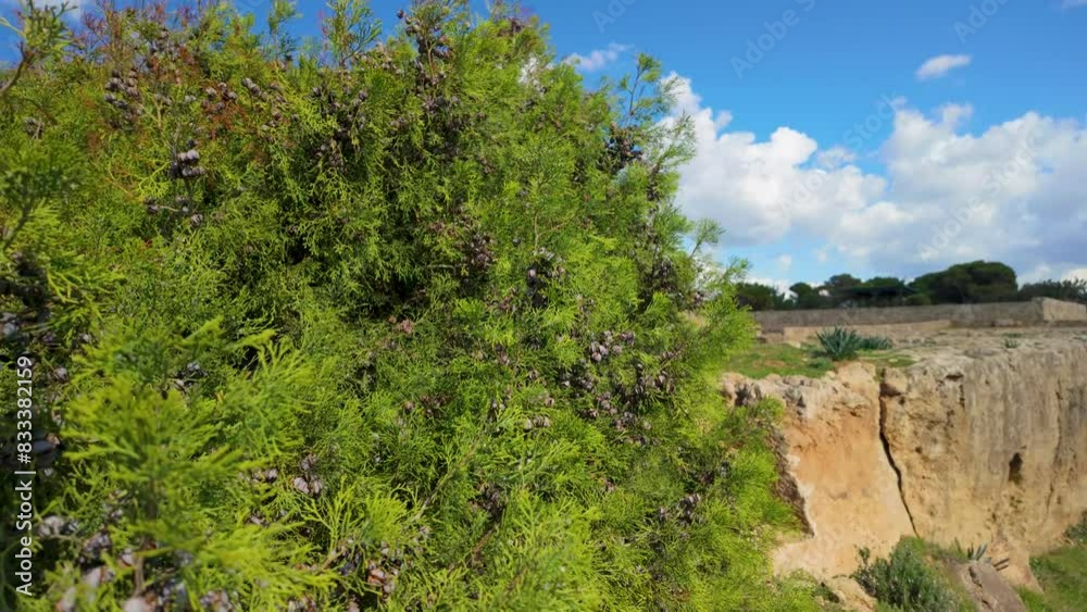 A dense green shrub with small, round fruits growing near the edge of a rocky cliff at the Tombs of the Kings in Pafos. The background features a clear blue sky with fluffy white clouds A dense green shrub with small, round fruits growing near the edge of a rocky cliff at the Tombs of the Kings in Pafos. The background features a clear blue sky with fluffy white clouds