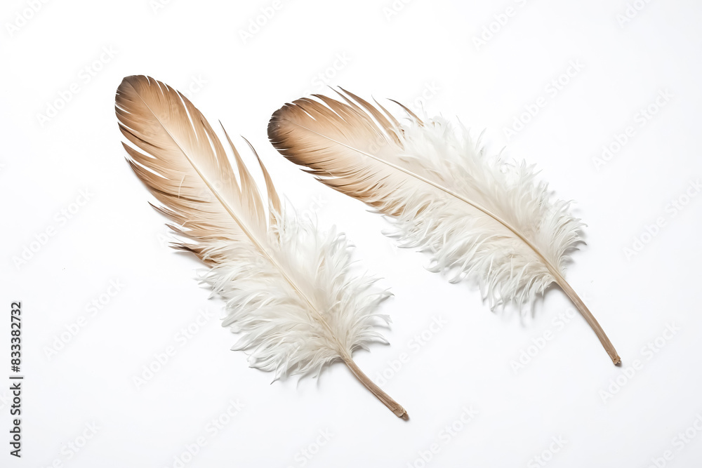 Two Brown and White Feathers on a White Background Two Brown and White Feathers on a White Background