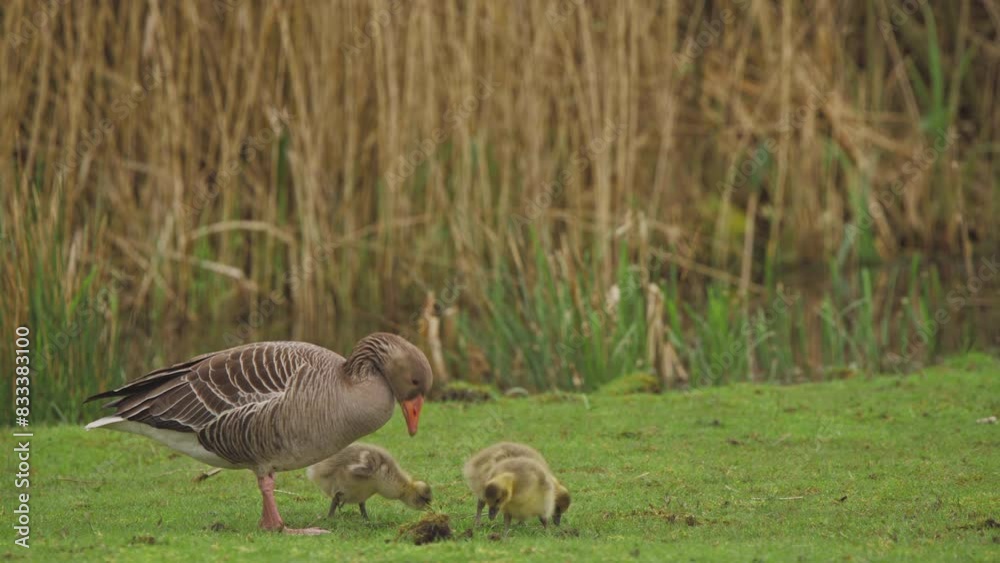 Greylag goose mother with fluffy goslings grazing on grass by river. Greylag goose mother with fluffy goslings grazing on grass by river.