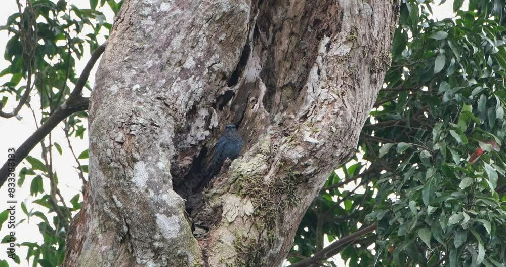 Seen in a tree looking around resting during day, Blue Rock-Thrush Monticola solitarius Male Seen in a tree looking around resting during day, Blue Rock-Thrush Monticola solitarius Male