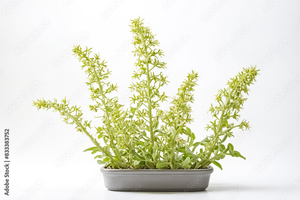 Fototapeta premium Green plant in a pot on a white background