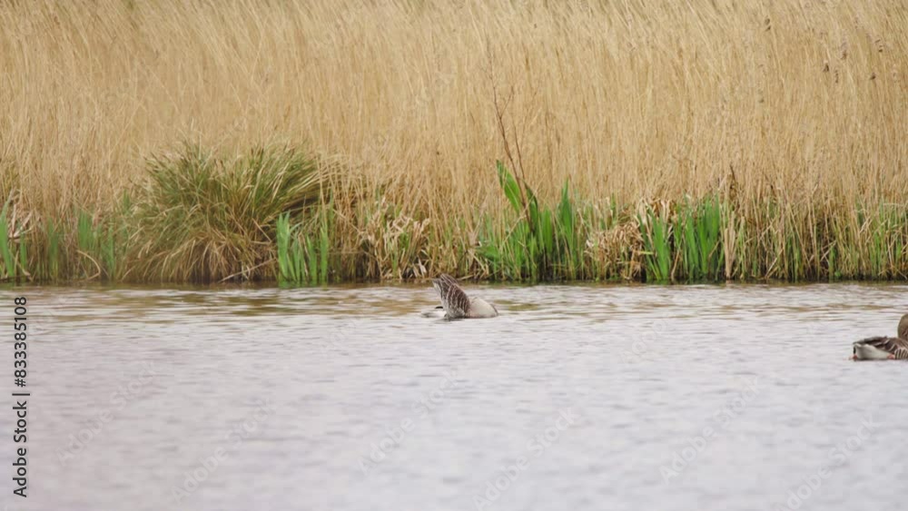 Greylag geese floating on river water, one cleaning its feathers. Greylag geese floating on river water, one cleaning its feathers.
