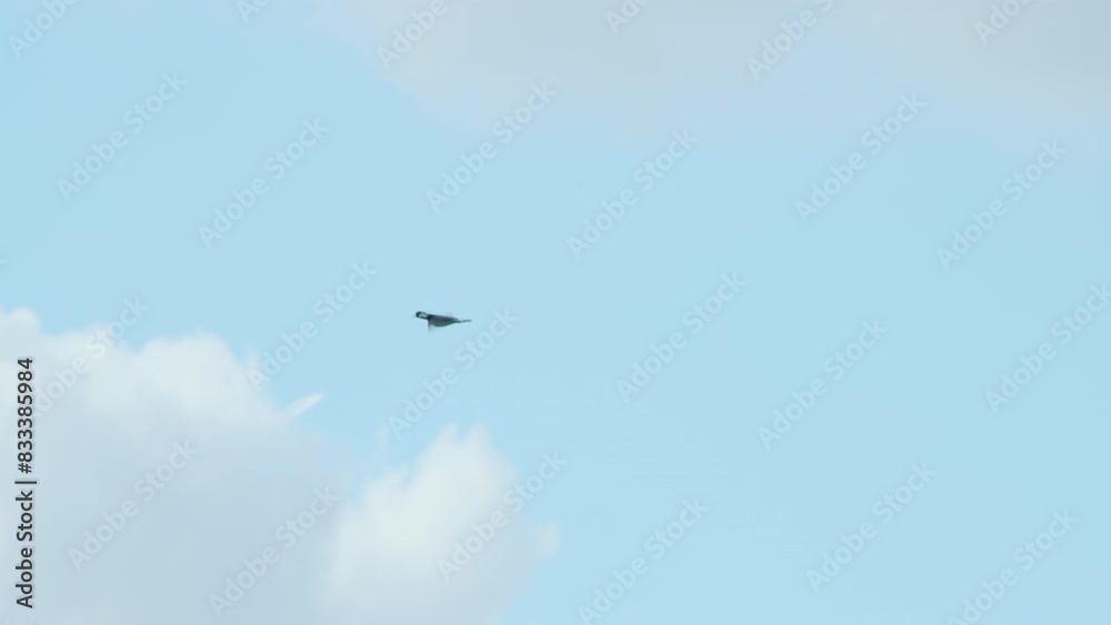 Two northern lapwing birds flying high in sky below clouds. Two northern lapwing birds flying high in sky below clouds.