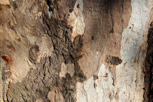 bark of a eucalyptus tree