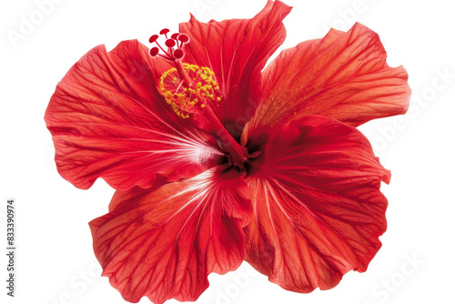 Red Hibiscus Flower Isolated on Transparent Background