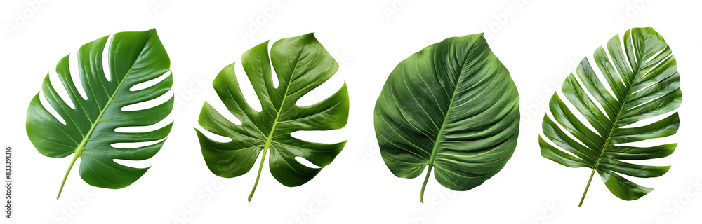 Houseplants png element set on transparent background Houseplants png element set on transparent background