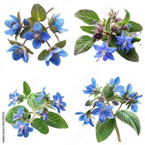 Photo of Borage herb, European herbs, isolated on transparent background