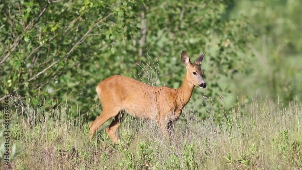 Roe deer, Capreolus capreolus. An animal stands in a meadow and eats plants Roe deer, Capreolus capreolus. An animal stands in a meadow and eats plants