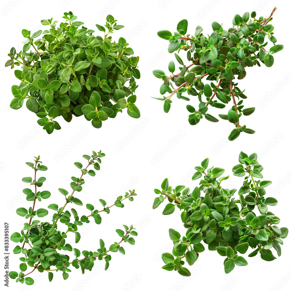 Photo of Mother of Thyme herb, European herbs, isolated on transparent background Photo of Mother of Thyme herb, European herbs, isolated on transparent background