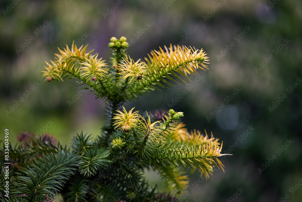 Close-up of young branches of the Cunninghamia lanceolata (Lamb.) Hook on a natural background. Spring foliage and seed cones of an evergreen Chinese Fir tree in the park Close-up of young branches of the Cunninghamia lanceolata (Lamb.) Hook on a natural background. Spring foliage and seed cones of an evergreen Chinese Fir tree in the park