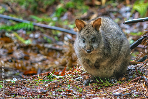 Tasmanian Pademelon, near Russell Falls, Mt Field National Park, Tasmania.