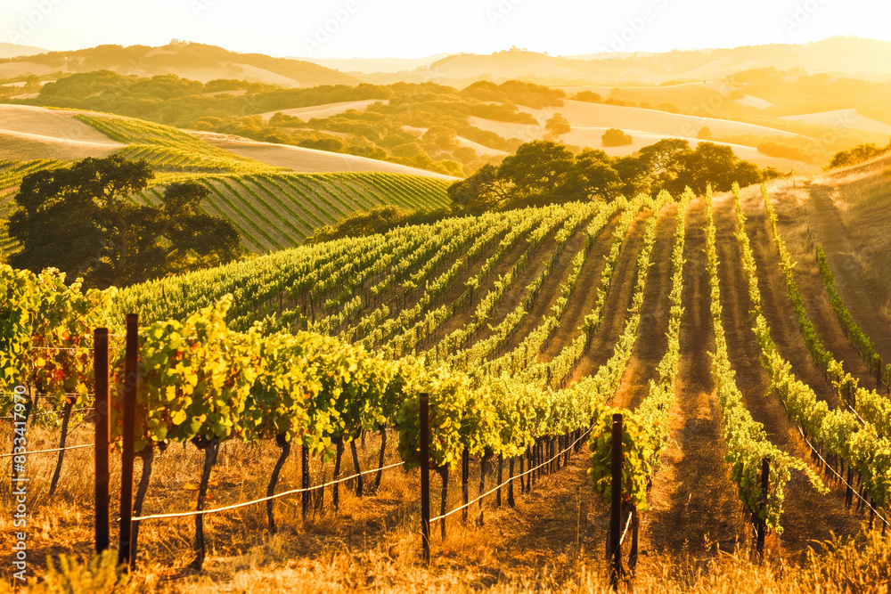 Fototapeta premium A picturesque vineyard at sunset, with rows of grapevines bathed in golden light and rolling hills in the background.