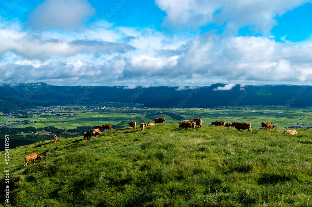 熊本県　阿蘇外輪山を背景に放牧牛