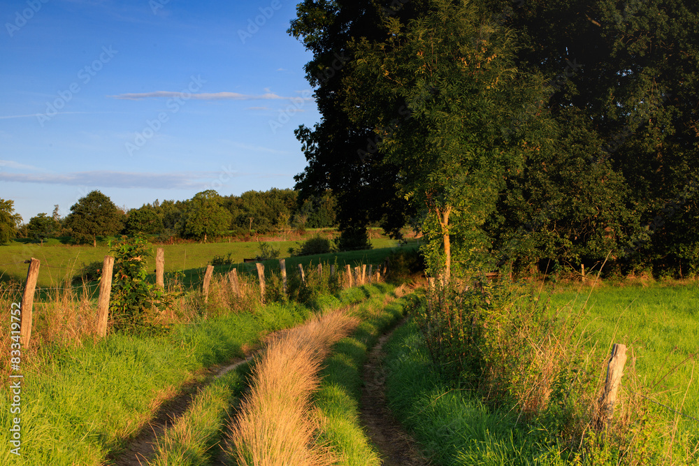 Fototapeta premium poranek