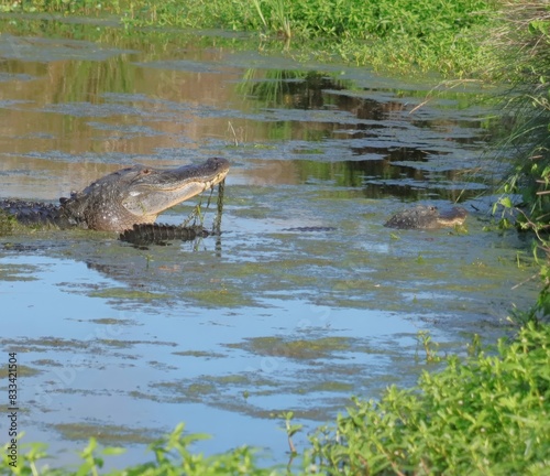 American Alligators During Mating Breeding Season Sweetwater Wetlands Park Gainesville Florida Alachua County photo