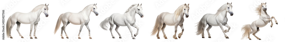 White wild horse png element set on transparent background White wild horse png element set on transparent background