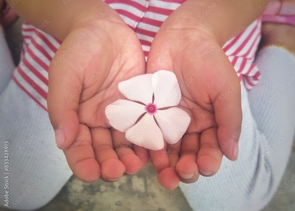 Beautiful white Catharanthus Roseus flower in little girl s hand Beautiful white Catharanthus Roseus flower in little girl s hand