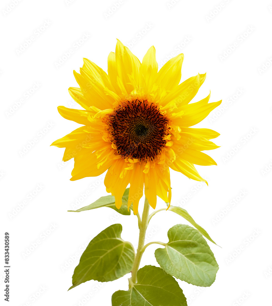 Fototapeta premium 正面を向いたひまわり