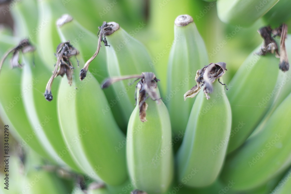 Obraz premium bunch of bananas