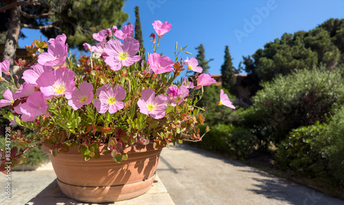 Fototapeta Naklejka Na Ścianę i Meble -  Blooming pink color plant in a ceramic pot, closeup view, blur sky, copy space