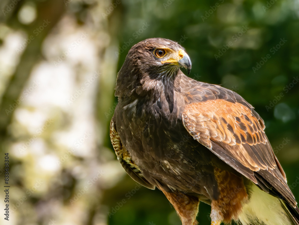 Close up of a Parabuteo unicinctus Harris's Hawk. Golden Eagle - Aquila chrysaetos, flying over grassy area Close up of a Parabuteo unicinctus Harris's Hawk. Golden Eagle - Aquila chrysaetos, flying over grassy area