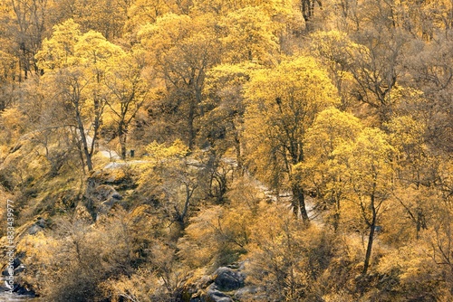 Autumn landscape beautiful colored trees
