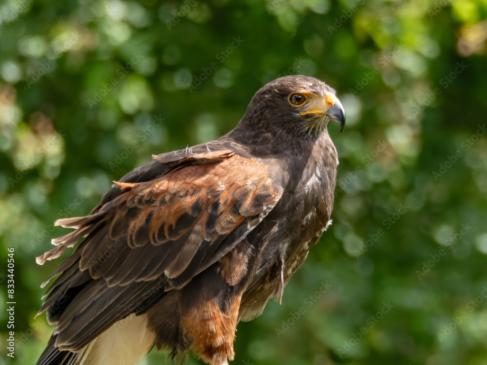 Close up of a Parabuteo unicinctus Harris's Hawk. Golden Eagle - Aquila chrysaetos, flying over grassy area Close up of a Parabuteo unicinctus Harris's Hawk. Golden Eagle - Aquila chrysaetos, flying over grassy area