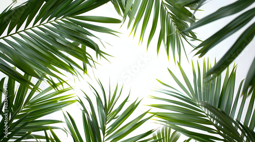 palm leaves background frame, empty copy space in the middle © Daniel