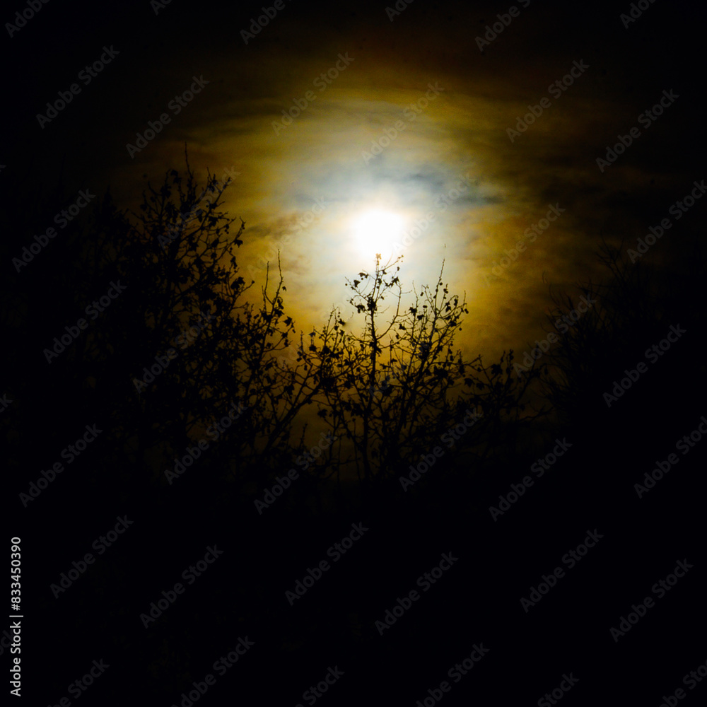 custom made wallpaper toronto digitalLUIS SERRANO