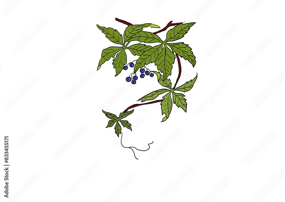 Illustration of fresh grapes plant with green leaves and fresh blue fruits.