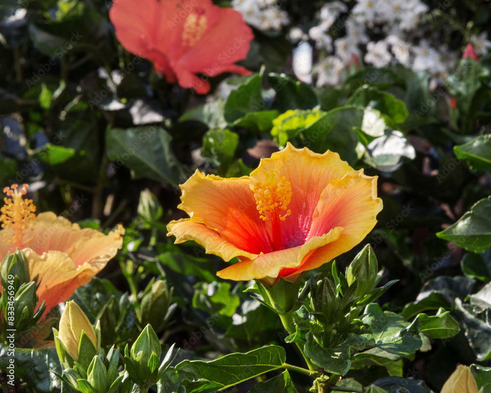 Hibiscus. Flowers for decor for gardens, parks Hibiscus. Flowers for decor for gardens, parks