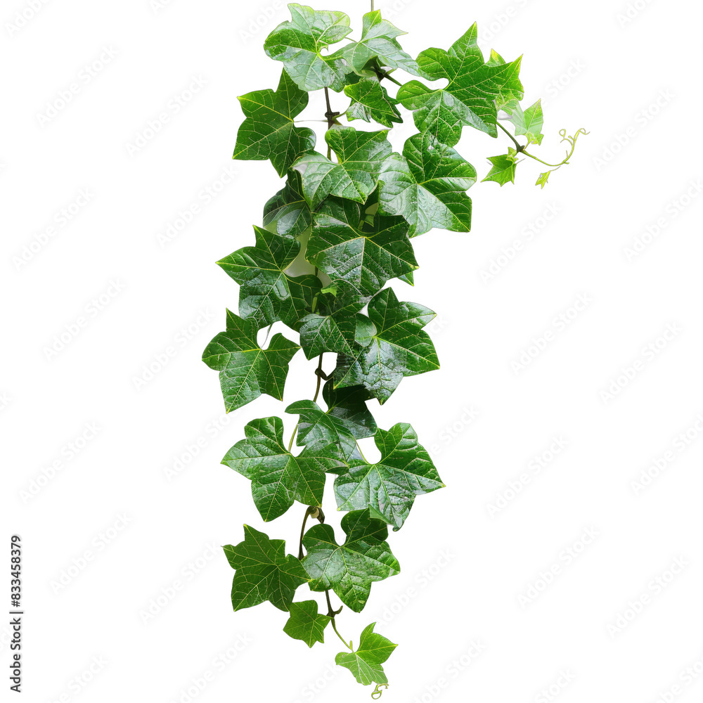 [Transparent Background PNG]Close-up photo of a vine plant with green leaves on a black background