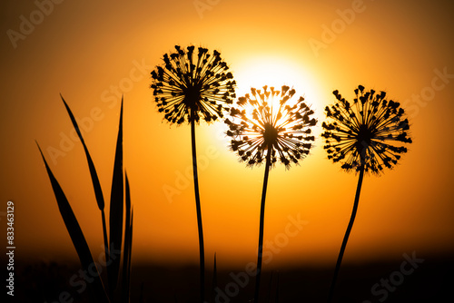Silhouettes of flowers in the form of Allium balls against the background of an orange sunset sky and a ball of the setting sun.