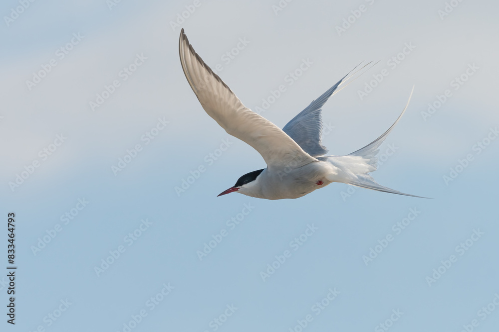 Arctic tern (Sterna paradisaea), Outer hebrides, Scotland Arctic tern (Sterna paradisaea), Outer hebrides, Scotland