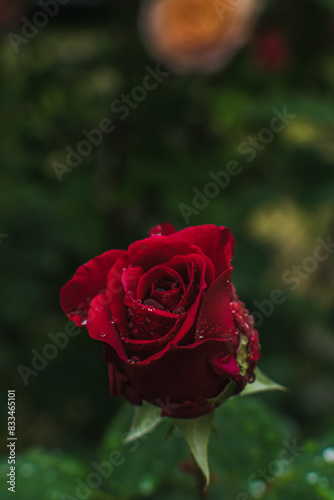 close-up of a red rose flower in raindrops on a dark background. garden plants