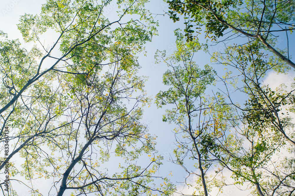 tree branches and blue sky background tree branches and blue sky background