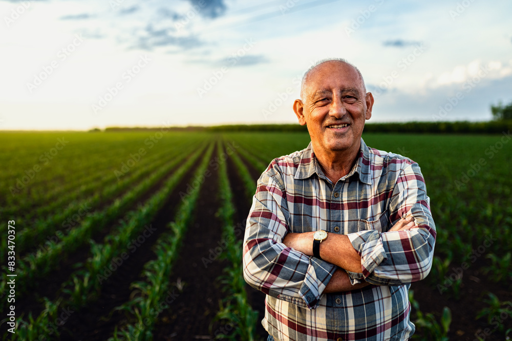 Portrait of senior farmer standing in corn field looking at camera at sunset. Portrait of senior farmer standing in corn field looking at camera at sunset.