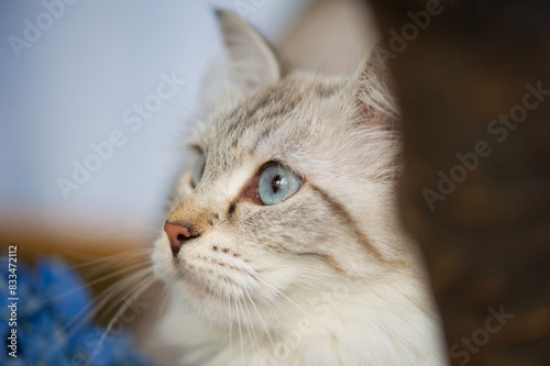 Porträt einer Neva Masquerade Katze