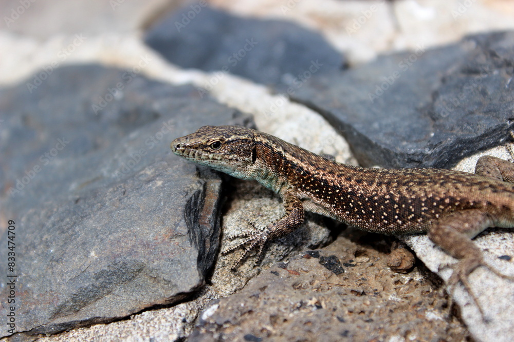 Madeira Eidechse, Teira dugesii, Madeiran wall lizard Madeira Eidechse, Teira dugesii, Madeiran wall lizard