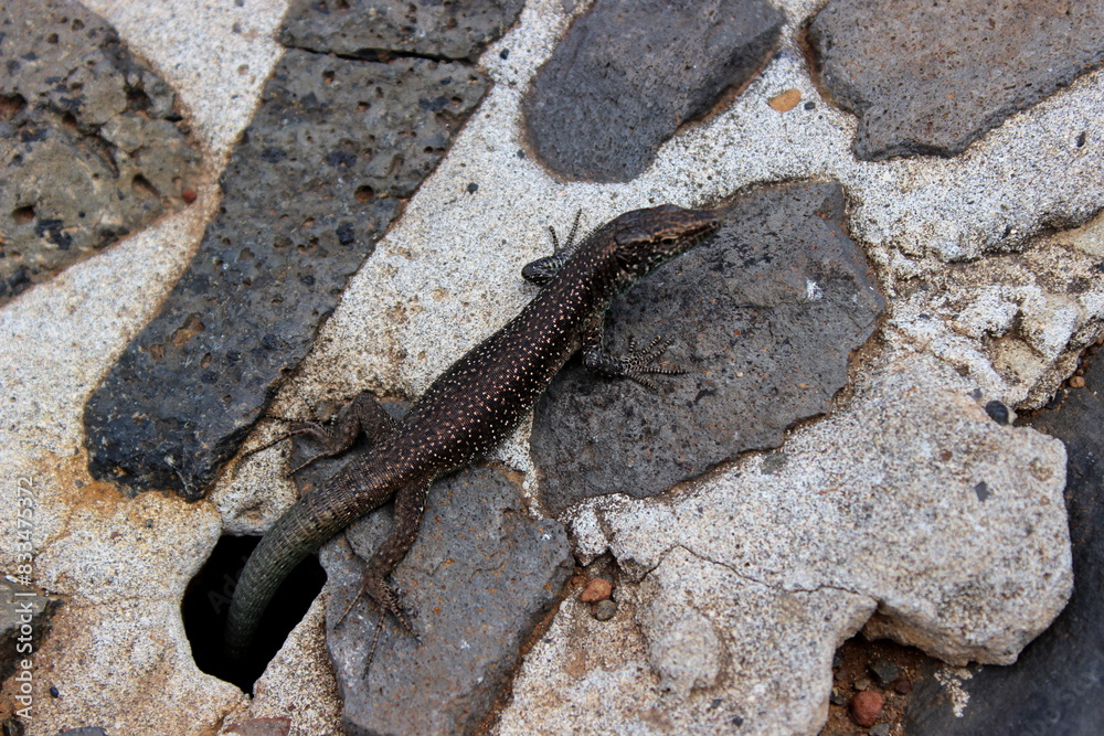 Obraz premium Madeira Eidechse, Teira dugesii, Madeiran wall lizard