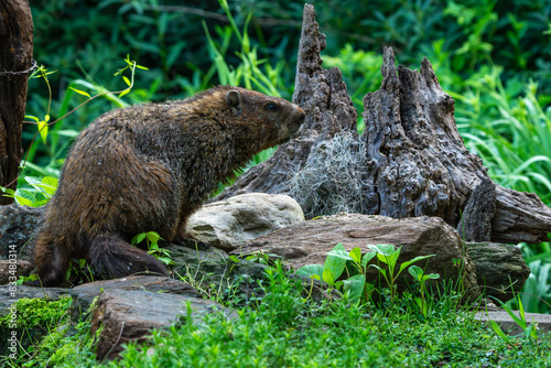 Groundhog searching for food 