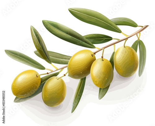 olives on a branch with leaves on a white background
