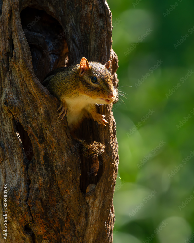 Chipmunk Chipmunk
