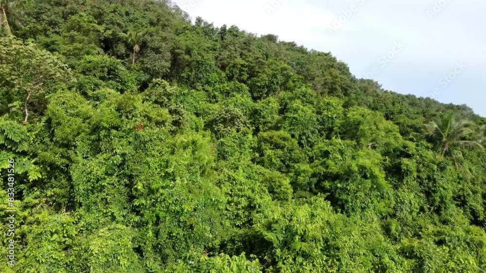 Aerial view of tropical island first moving closely past palm trees showing all kind of vegetation canopies on small mountain hill natural environment mostly green coloured 4k high resolution Aerial view of tropical island first moving closely past palm trees showing all kind of vegetation canopies on small mountain hill natural environment mostly green coloured 4k high resolution