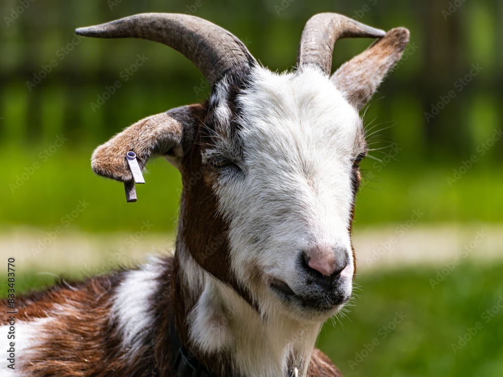 A white baby goat in the countryside. Adult white goat village with large horns. A white baby goat in the countryside. Adult white goat village with large horns.