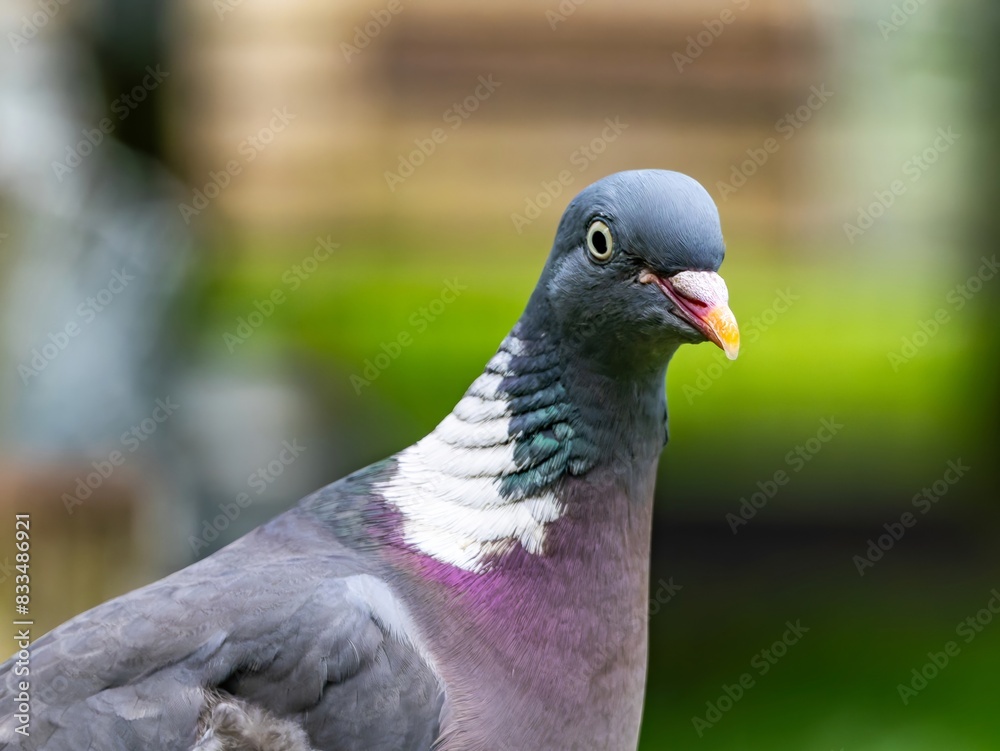 Common wood pigeon close portrait with detailed feathers. profile of the head of a Woodpigeon (Columba palumbus) with a natural green background Common wood pigeon close portrait with detailed feathers. profile of the head of a Woodpigeon (Columba palumbus) with a natural green background