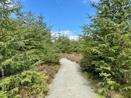 trail in the woods, Calary, Ballinastoe, Ireland photo