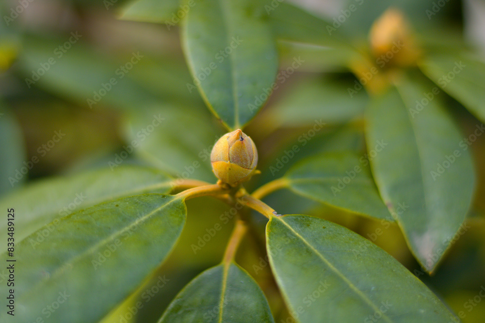 Vibrant yellow flowers and lush green leaves in a garden, with delicate buds