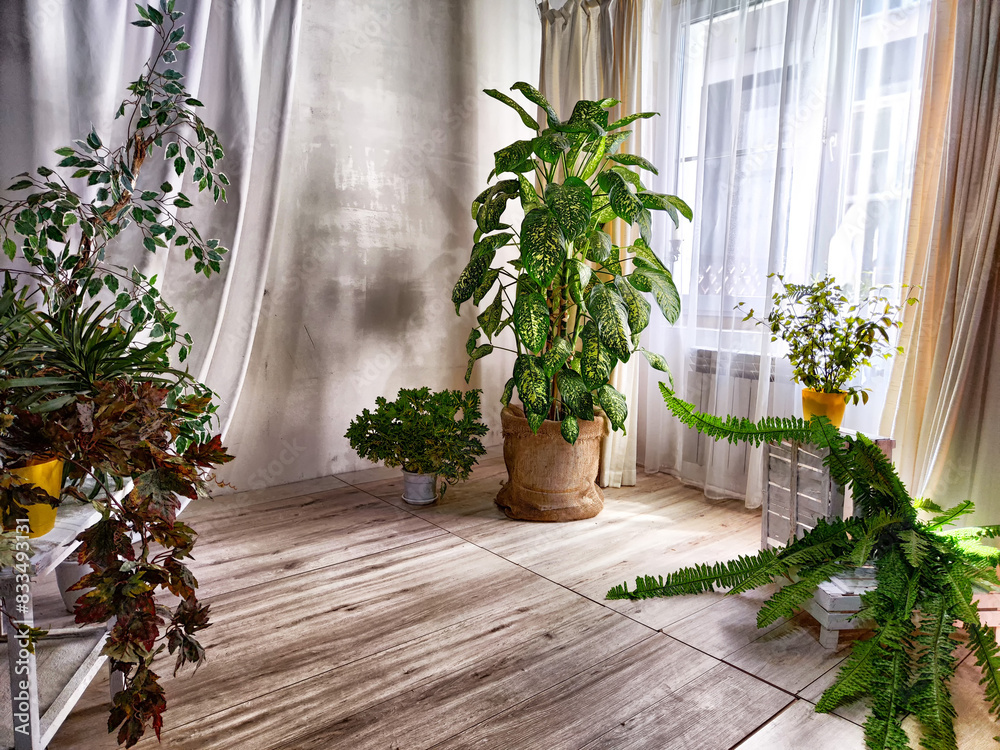 Dieffenbachia plant in a pot by the window with curtains. Interior in light colors. Background with a plant with green leaves and fabric